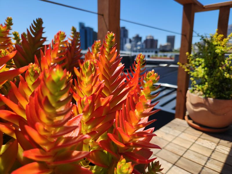 40 Napier Street - roof deck