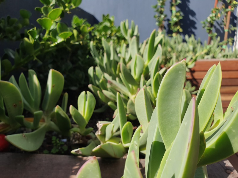 92 Waterkant Street - bedroom 1 plants