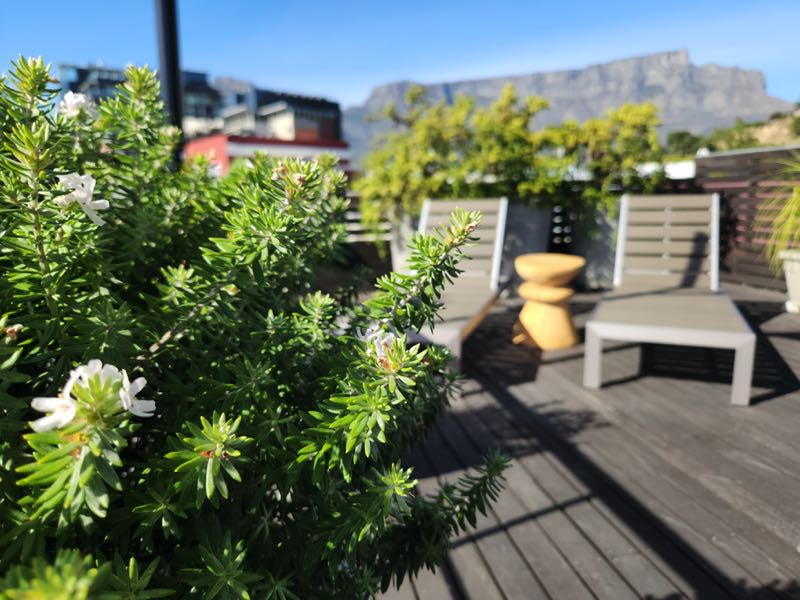 10 Loader Street - roof deck plants