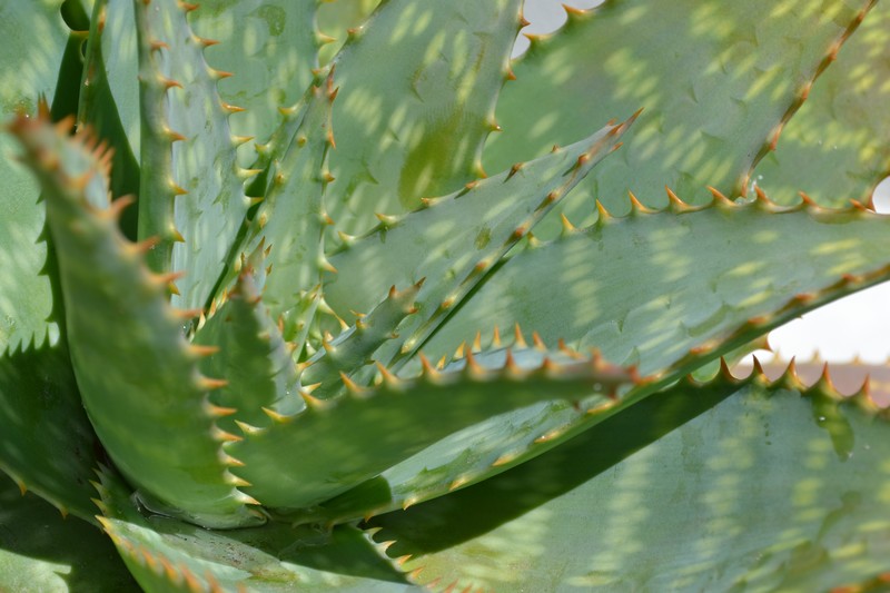 40 Napier Street - terrace plants