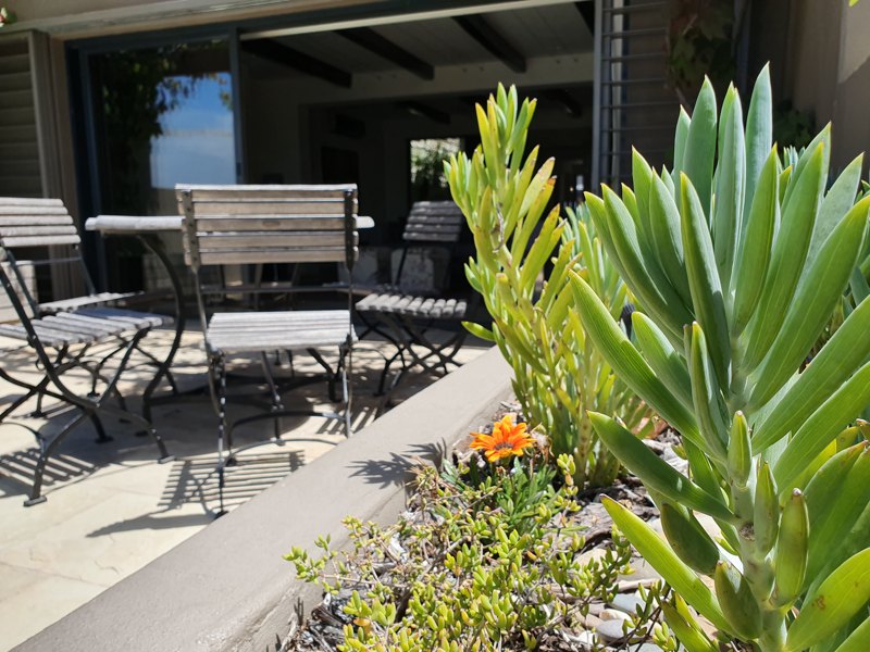 7 Bayview Terrace - pool area plants