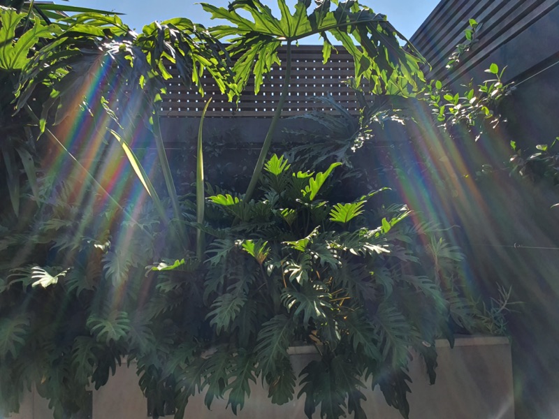 92 Waterkant Street - pool and plants