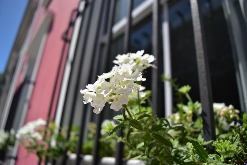 8b Loader Street - exterior flowers