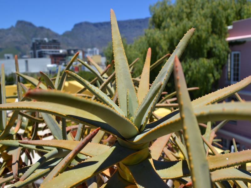 110 Waterkant Street - roof terrace plants