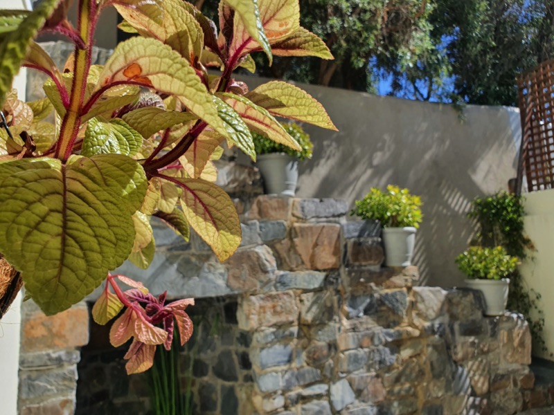 42 Napier Street - courtyard plant