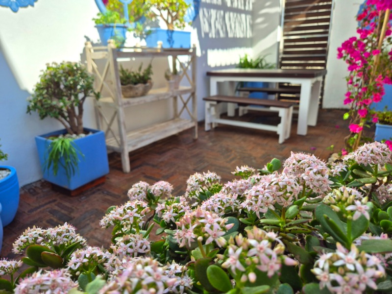 19 Jarvis Street - Courtyard