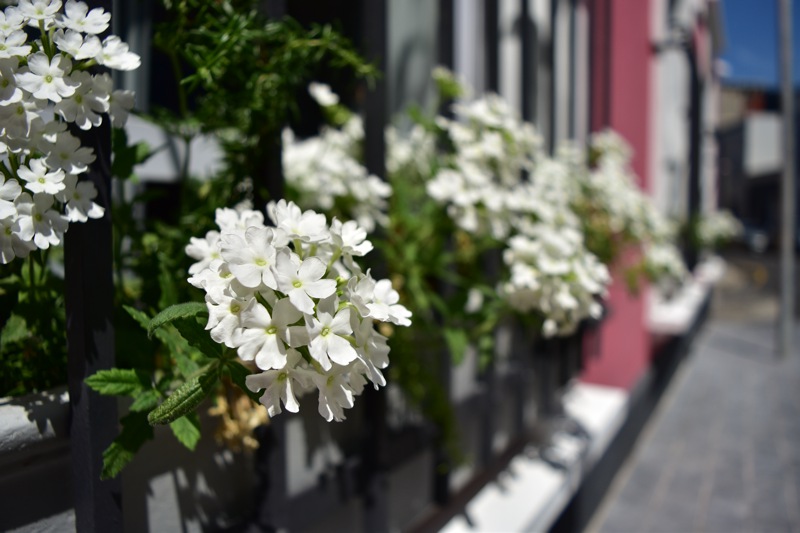 8a Loader Street - exterior signage flowers