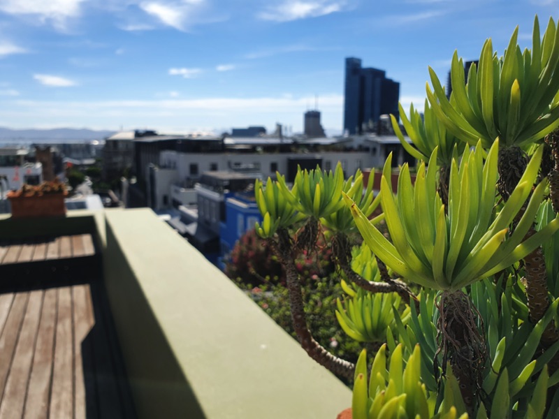 42 Napier Street - Hot tub terrace plants