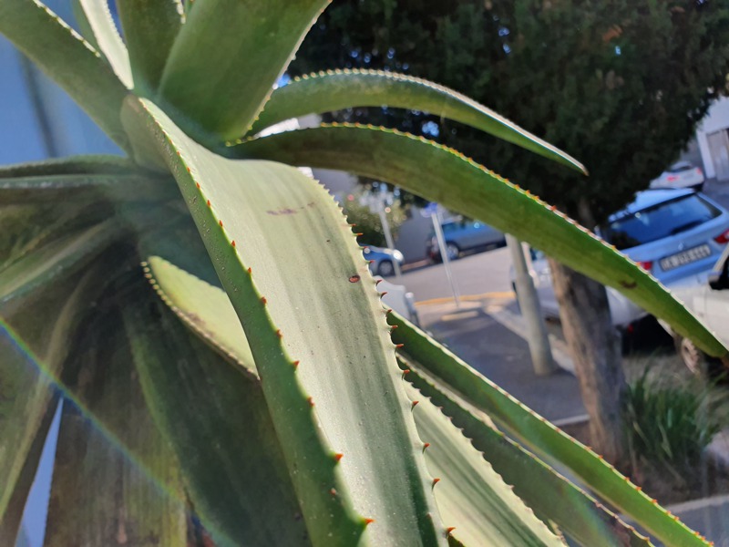 75 Loader Street - exterior plant