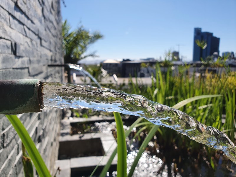 24 Loader Street - garden with pond