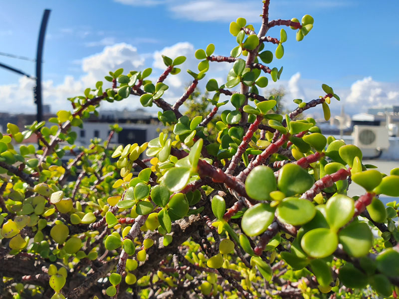 10 Loader Street - roof deck plants