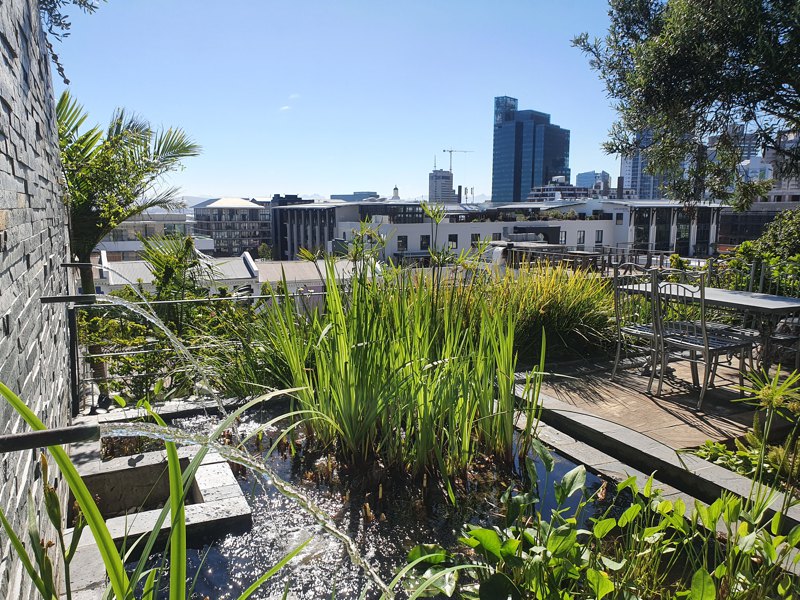 24 Loader Street - garden with pond