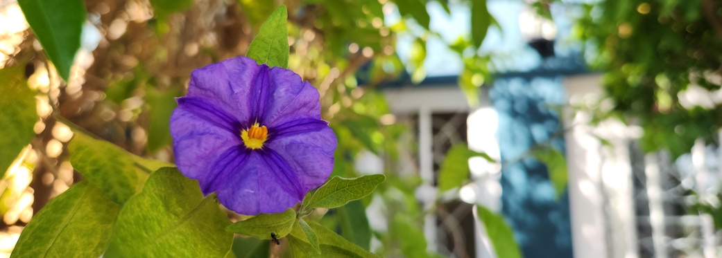 4 Bayview Terrace - plants