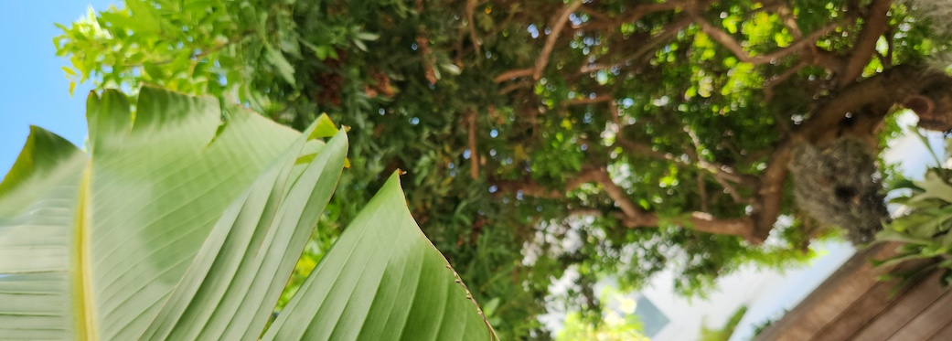 98 Waterkant Street - courtyard plant