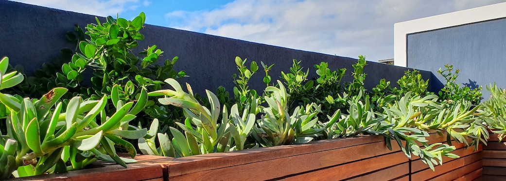 92 Waterkant Street - roof balcony plants