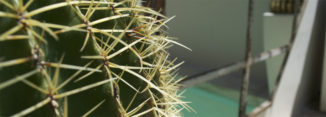 29 Jarvis Street - cactus