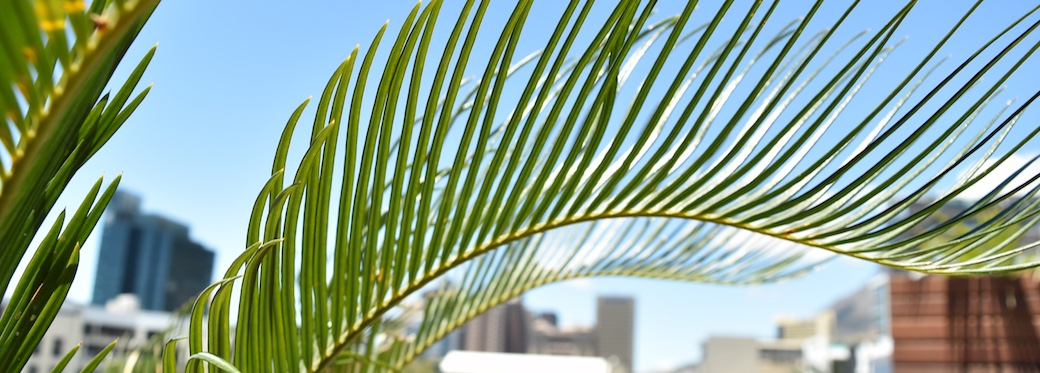 139 Waterkant Street - balcony plant