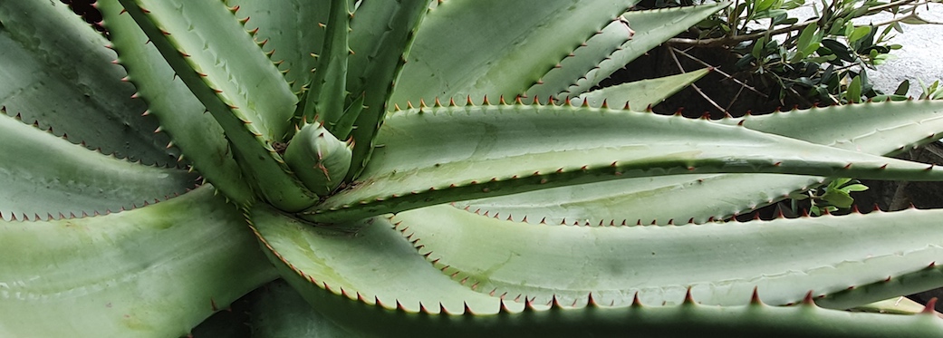 2 Bayview Terrace - garden plant