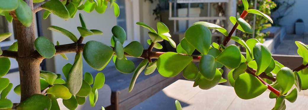 40 Napier Street - terrace plant