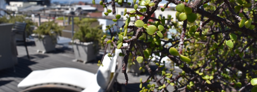 10 Loader Street - roof deck