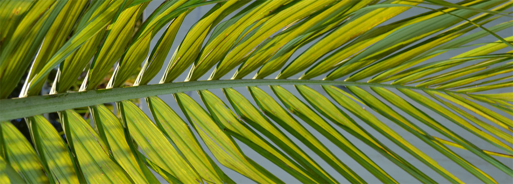 40 Napier Street - plants