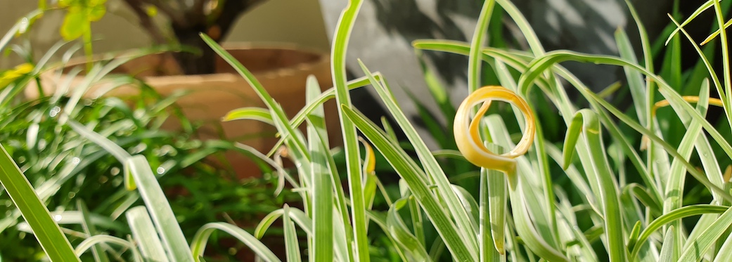 70 Loader Street - terrace plants