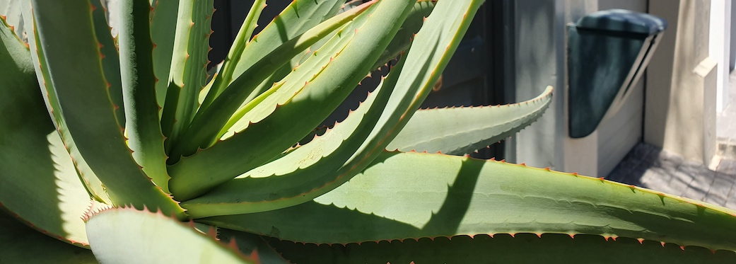 70 Loader Street - front door plant