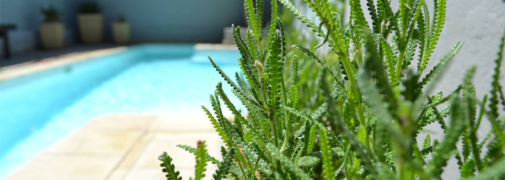 40 Napier Street - plants