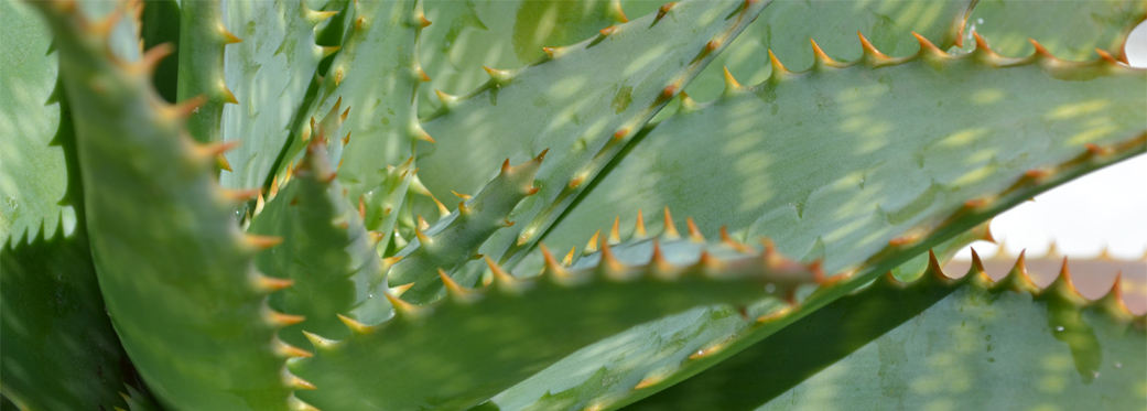 40 Napier Street - plants